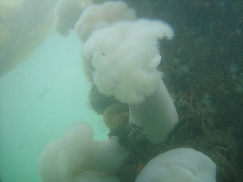 DSC02467 More white plumose anemones.