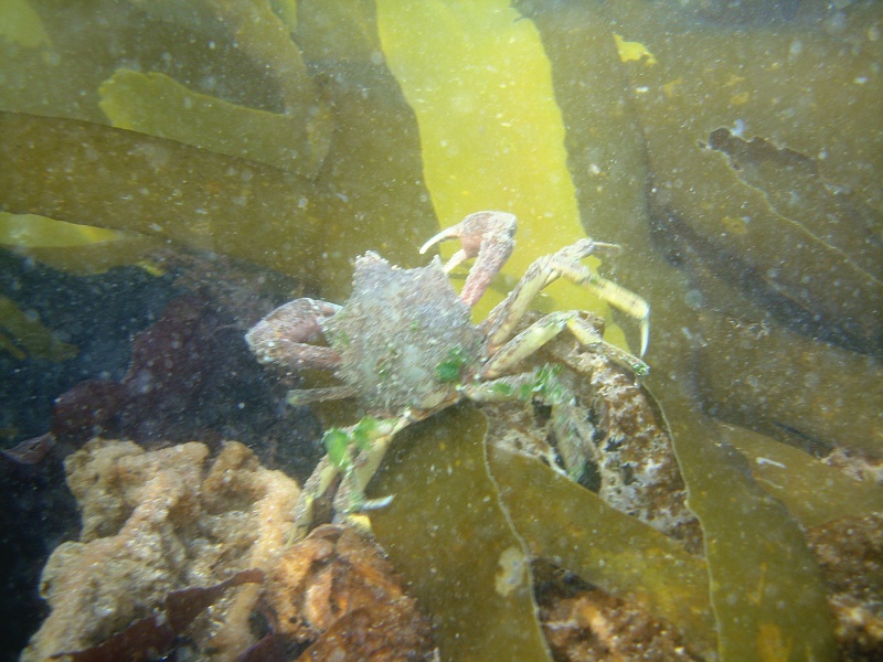 DSC02489 A kelp crab (Pugettia producta).