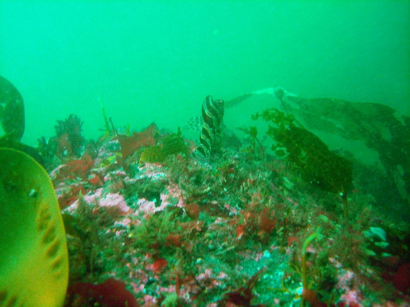 DSC02498 This seems a tiger rockfish (sebastes nicrocinctus).