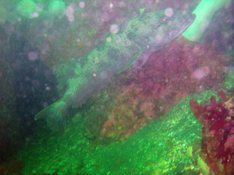 DSC02514 Probably a lingcod fish.