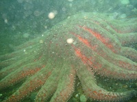 DSC02472 A large starfish.