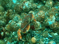 DSC02481 A crab.