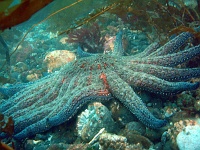 DSC02485 A magnificent starfish.