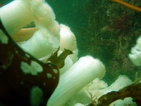 DSC02490 Some white plumose anemones.