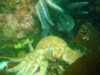 DSC02493 Assorted starfish.