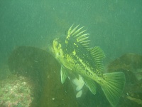 DSC02522 Probably a quillback rockfish (Sebastes maliger).