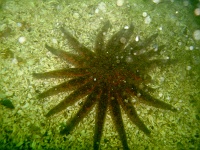 DSC02542 A wonderful specimen of sunflower sea star (Pycnopodia helianthoides).