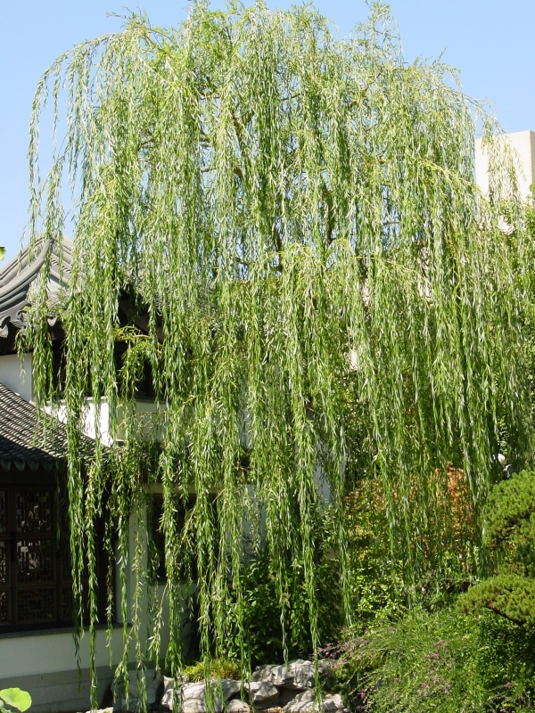 Click for original image