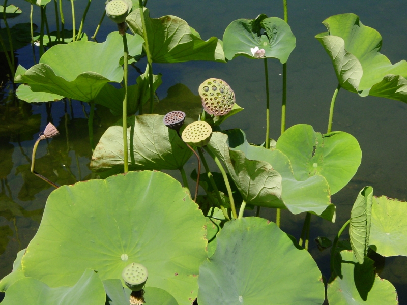 Click for original image