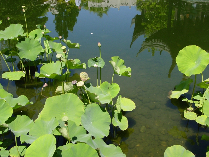 Click for original image