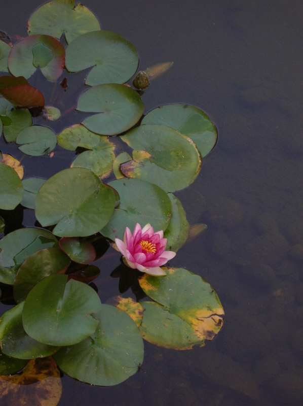 Click for original image