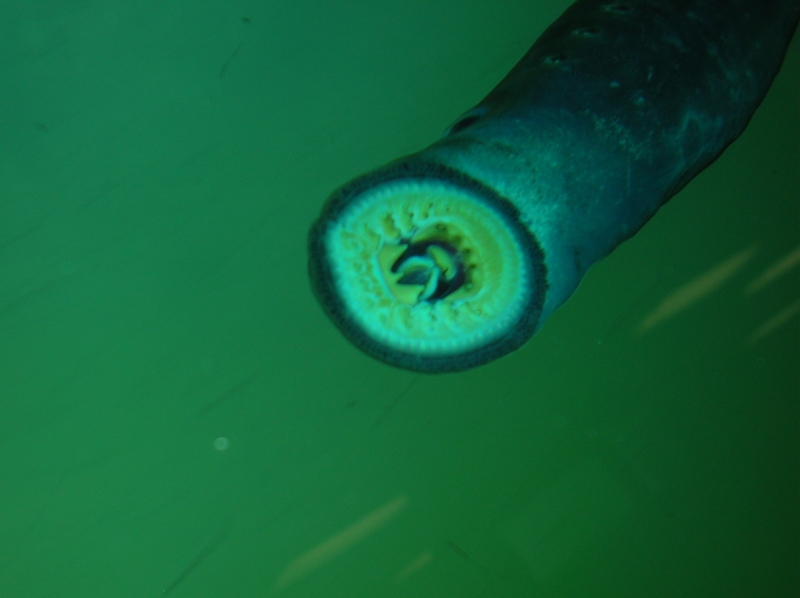 Click for original image