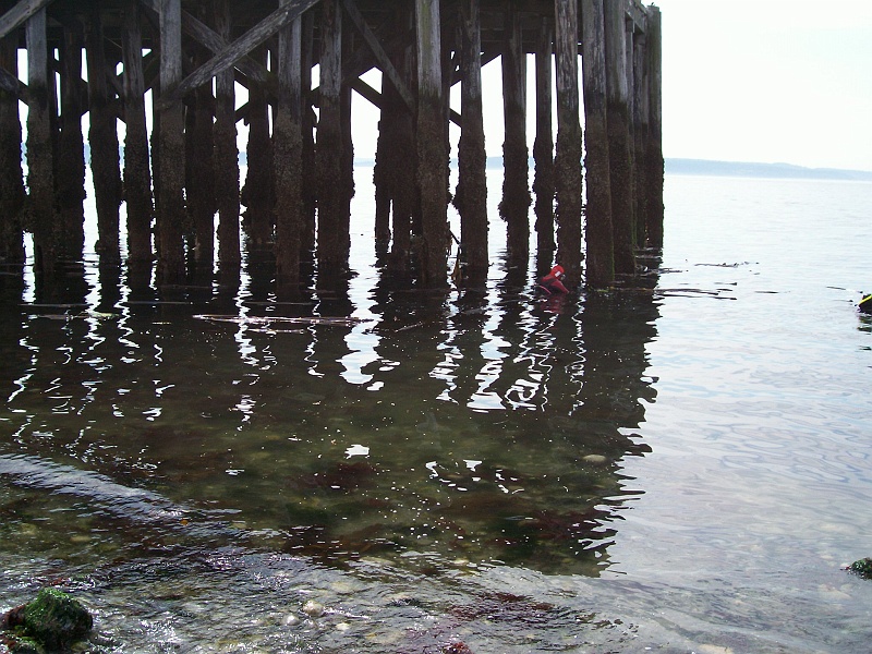 DSC02454_0752 The first dive starts from the poles of the pier in Keystone, WA.