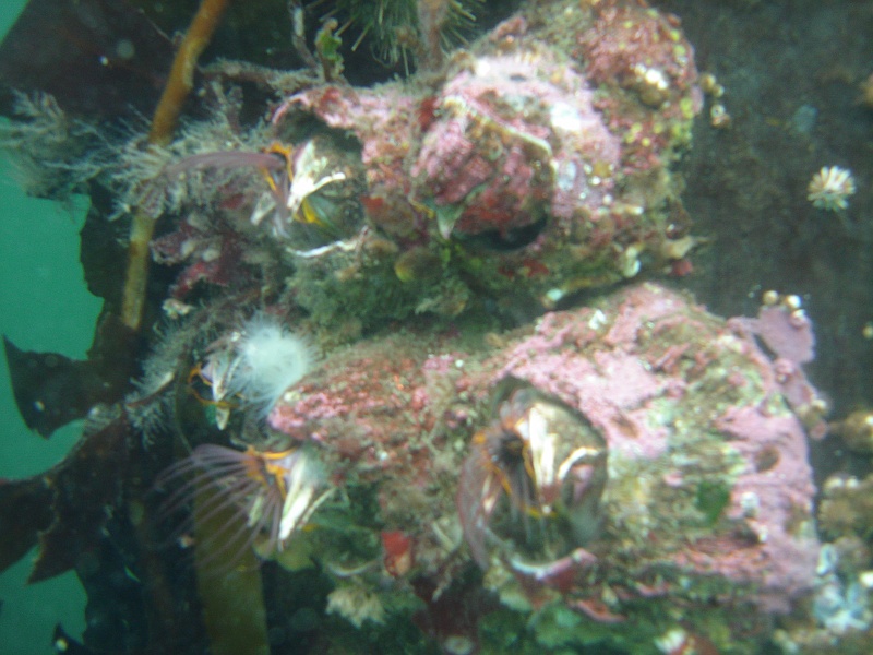 DSC02458 Underwater life, on a pole of the pier.