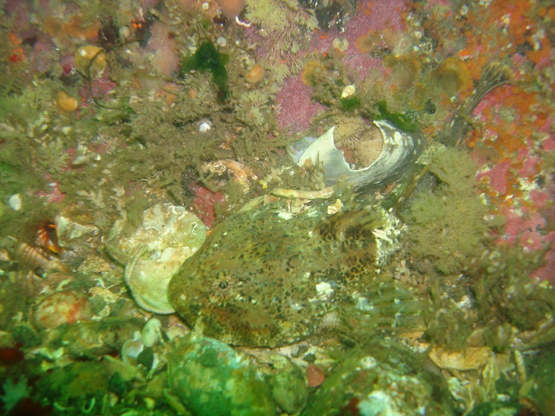 DSC02510 A sea sculpin is hiding against the floor.