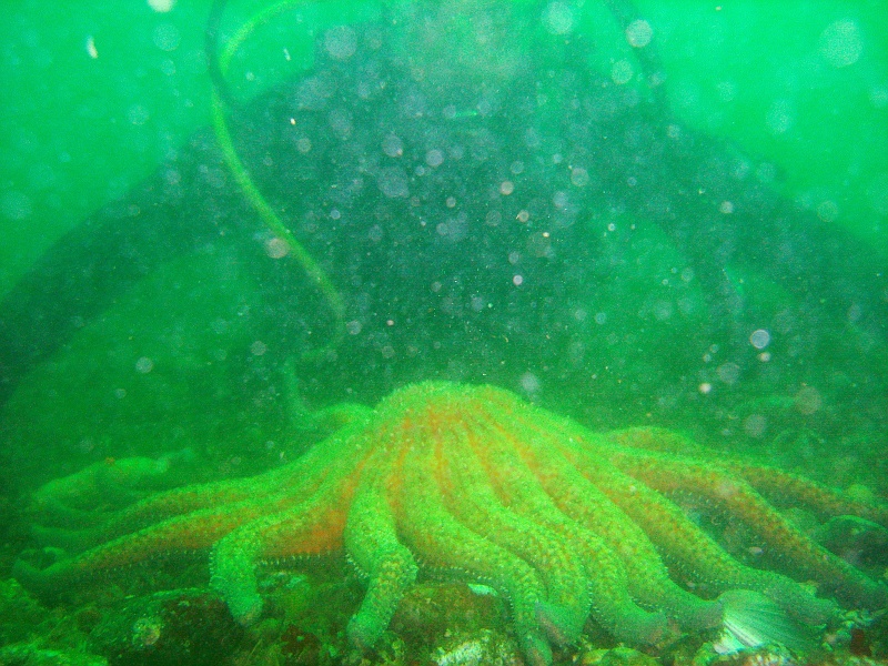DSC02511 The largest starfish we have seen.