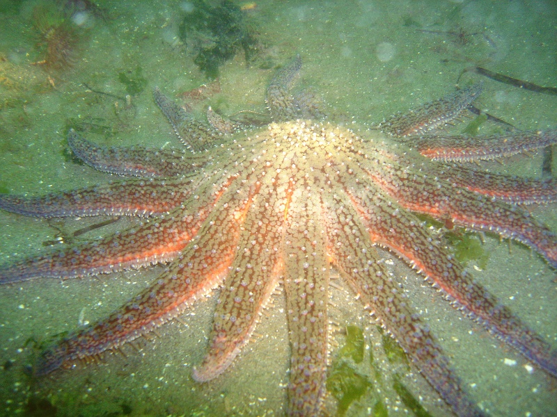 DSC02548 A striped sunstar (Solaster stimpsoni).