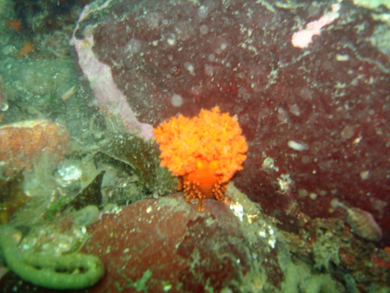 DSC02602 