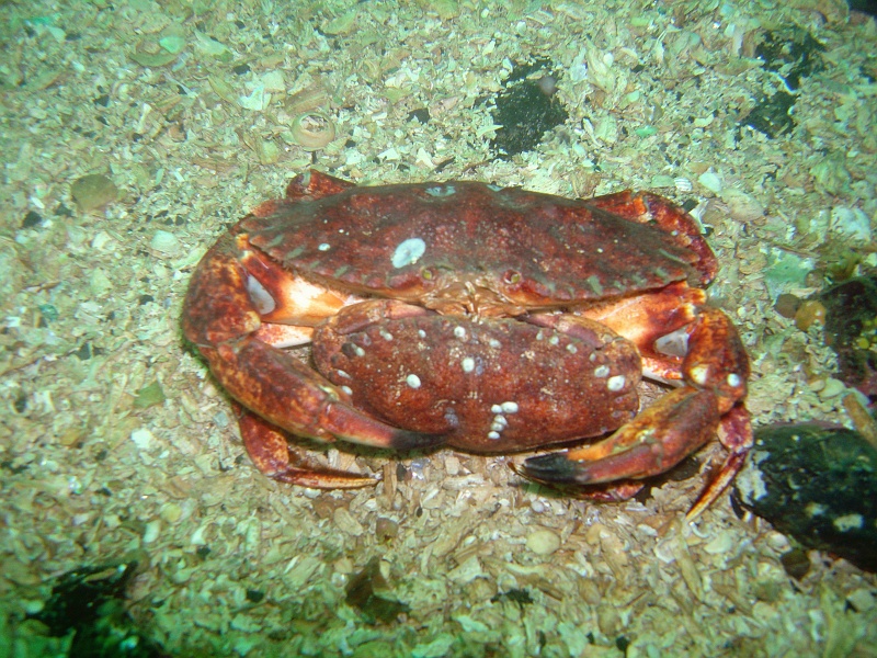 DSC02613 Some more mating crabs.