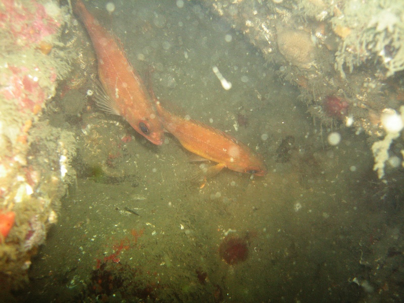 DSC02656 Two shy Puget Sound rockfish are hiding in a hole.