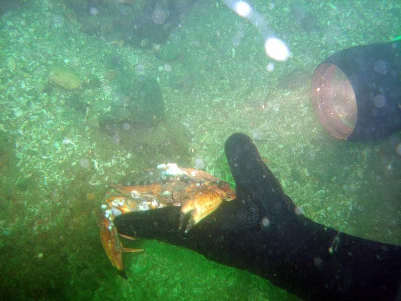 DSC02657 An empty and lifeless crab shell, eaten from the inside.