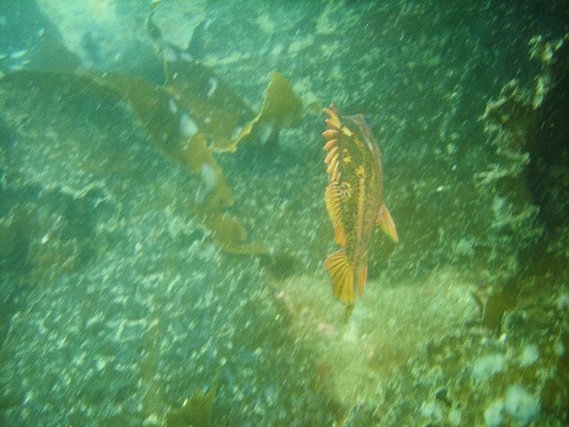 DSC02667 