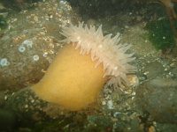 DSC02462 A beautiful beaded anemone.