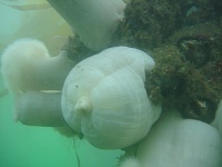 DSC02466 White plumose anemones (Metridium Giganteum).