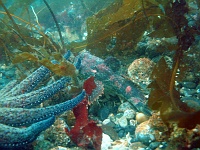 DSC02484 This fish is an 
