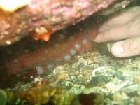 DSC02520 he took off his glove, and he's touching a shy octopus.