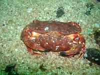 DSC02613 Some more mating crabs.