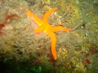 DSC02614 A georgeous red starfish.