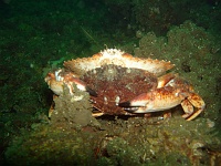 DSC02617 Some more mating crabs.