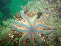 DSC02620 A striped sunstar.