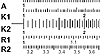 Slide Rules